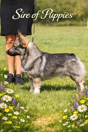 Swedish Vallhund puppy for sale by SNODOGZ