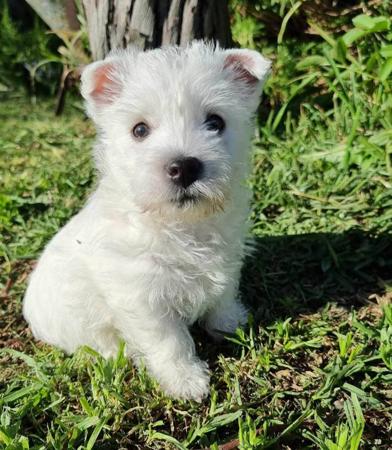 West Highland White Terrier puppy for sale by CEOLMOR