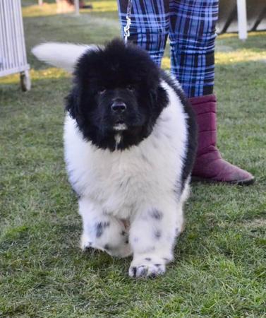 Yesallaw InMy Mothers Footstep (AI) Newfoundland