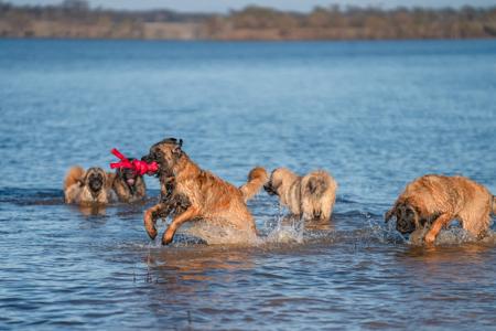 Leonberger for sale by URSIFORM