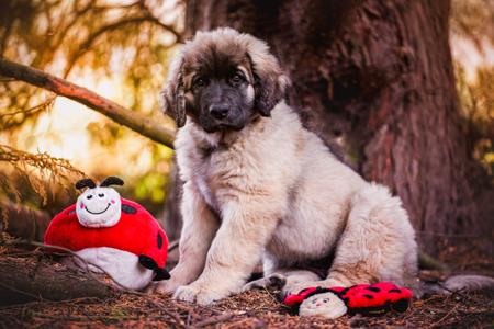 Leonberger for sale by URSIFORM