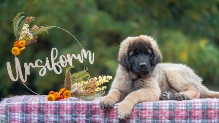 Leonberger for sale by URSIFORM