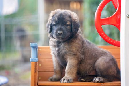 Leonberger for sale by URSIFORM