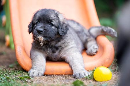 Leonberger for sale by URSIFORM