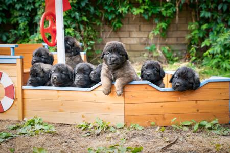 Leonberger for sale by URSIFORM