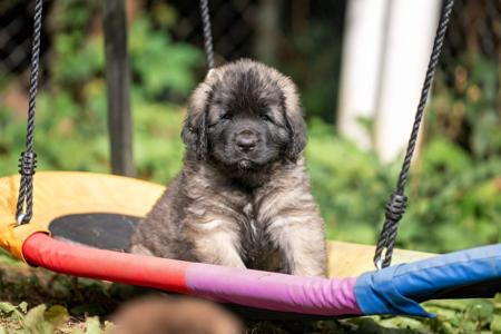 Leonberger for sale by URSIFORM