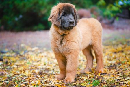 Leonberger for sale by URSIFORM