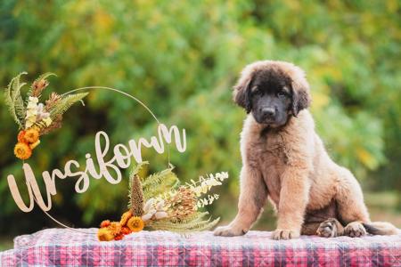 Leonberger for sale by URSIFORM