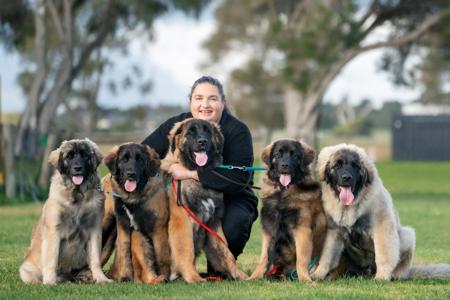 Leonberger for sale by URSIFORM