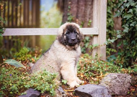Leonberger for sale by URSIFORM