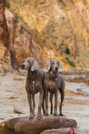 Weimaraner for sale by WALTARI