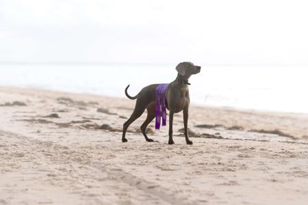 Weimaraner for sale by WALTARI