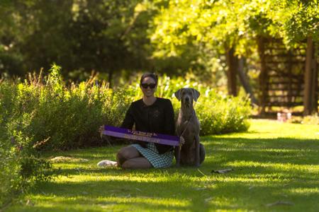 Weimaraner for sale by WALTARI