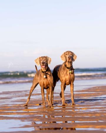 Weimaraner for sale by WALTARI