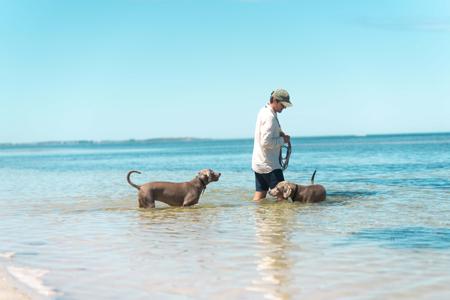 Weimaraner for sale by WALTARI