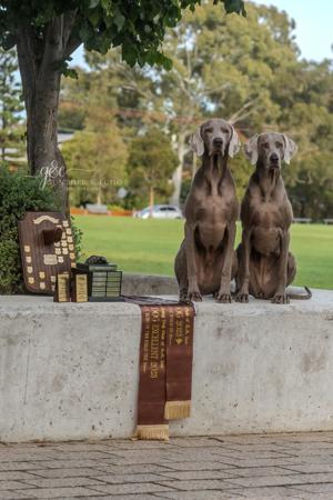 Weimaraner for sale by WALTARI