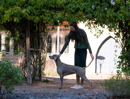 Weimaraner for sale by WALTARI