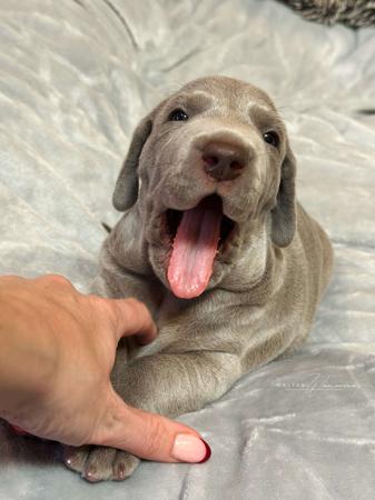 Weimaraner for sale by WALTARI