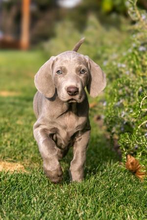 Weimaraner for sale by RBELL