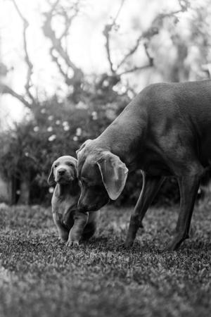 Weimaraner for sale by WALTARI