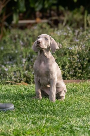 Weimaraner for sale by WALTARI
