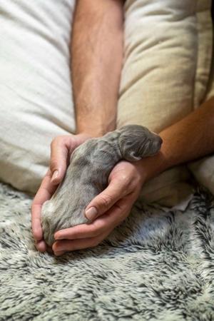 Weimaraner for sale by WALTARI