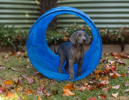 Weimaraner for sale by WALTARI