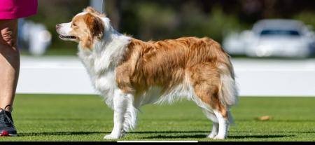 Border Collie for sale by LOMBRUM