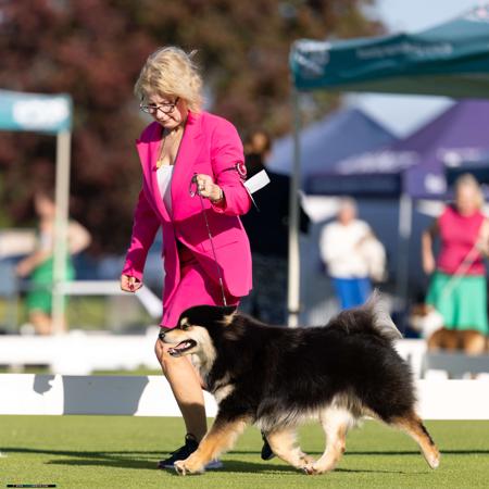 Border Collie for sale by LOMBRUM