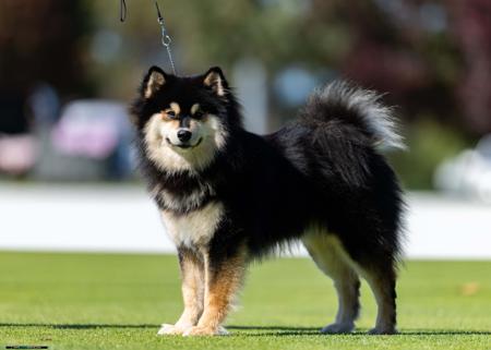 Border Collie for sale by LOMBRUM