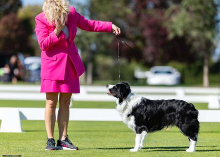 Border Collie for sale by LOMBRUM