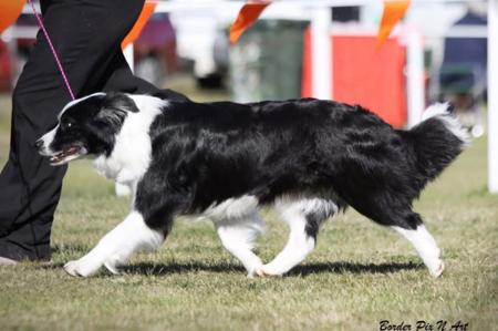 Border Collie for sale by LOMBRUM