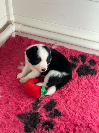 Border Collie puppy for sale by LOMBRUM