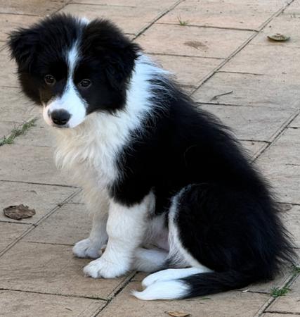 Lombrum Drama Queen Border Collie