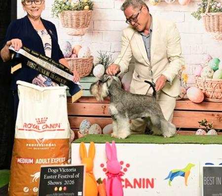 Schnauzer (Miniature) for sale by RUSHMERE