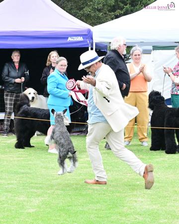 Schnauzer (Miniature) for sale by RUSHMERE