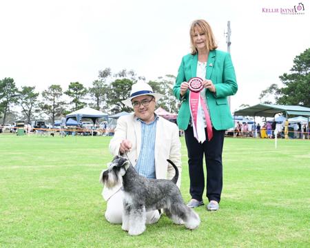 Schnauzer (Miniature) for sale by RUSHMERE