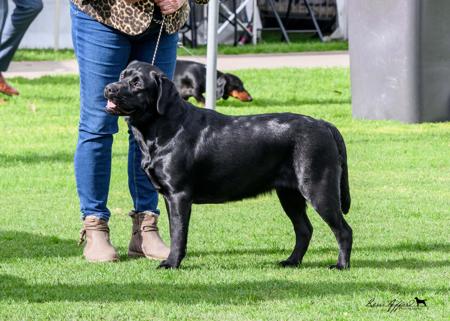 Labrador Retriever for sale by WOODSVIEW