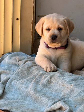 Labrador Retriever for sale by WOODSVIEW