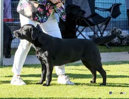 Labrador Retriever for sale by WOODSVIEW