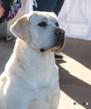 Labrador Retriever for sale by WOODSVIEW