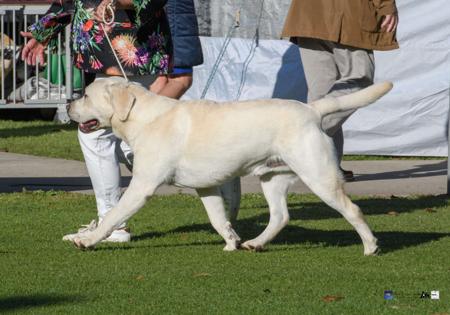 Labrador Retriever for sale by WOODSVIEW