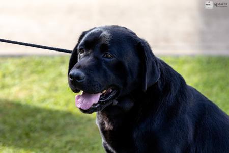 Woodsview all that pizzazz Labrador Retriever