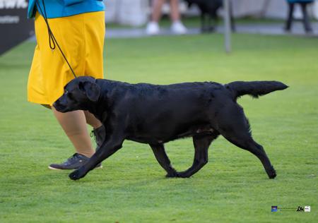 Galestorm Headline Act at Woodsview Labrador Retriever