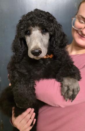 Poodle (Standard) puppy for sale by ELIZABETHRUNS