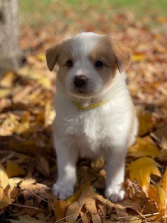 Border Collie puppy for sale by FRECKLEDPARK