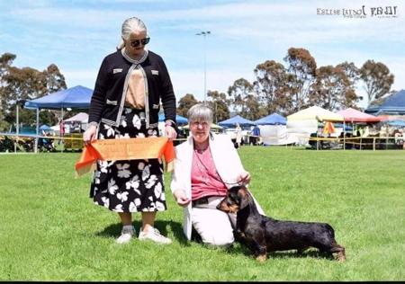 Dachshund (Wire Haired) for sale by WYRENOTT