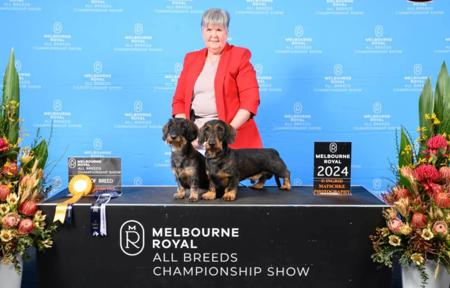 Dachshund (Wire Haired) for sale by WYRENOTT