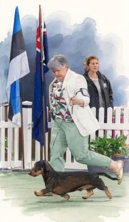 Dachshund (Wire Haired) for sale by WYRENOTT