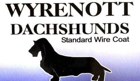 Dachshund (Wire Haired) for sale by WYRENOTT